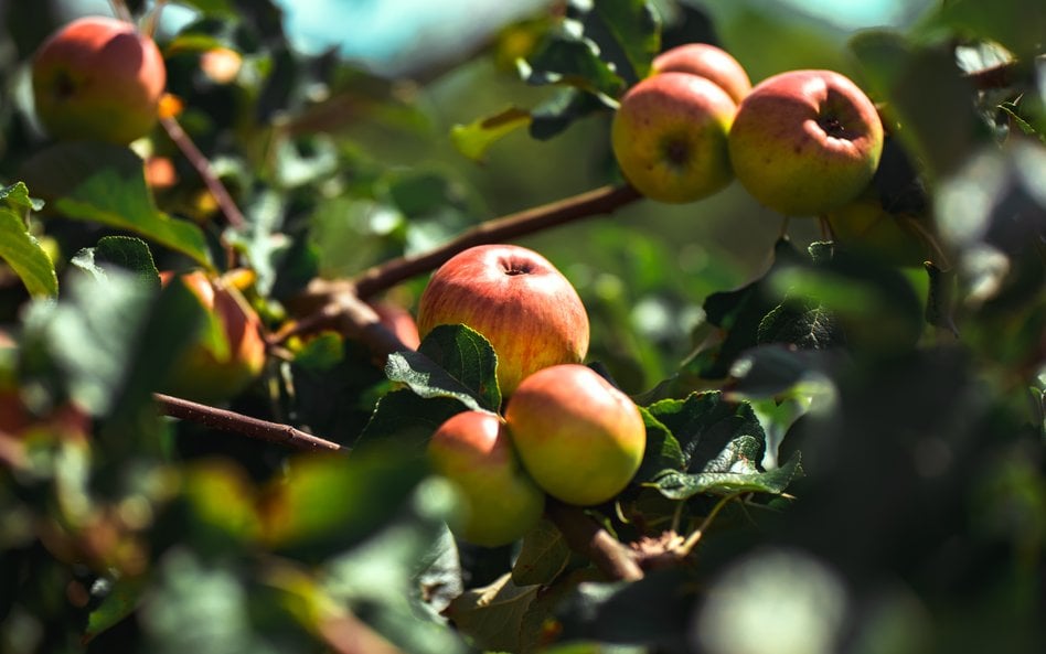 Z doświadczeń ostatnich lat wynika, że opłata cukrowa wprowadzona w Polsce ustawą w 2020 r. i obowią