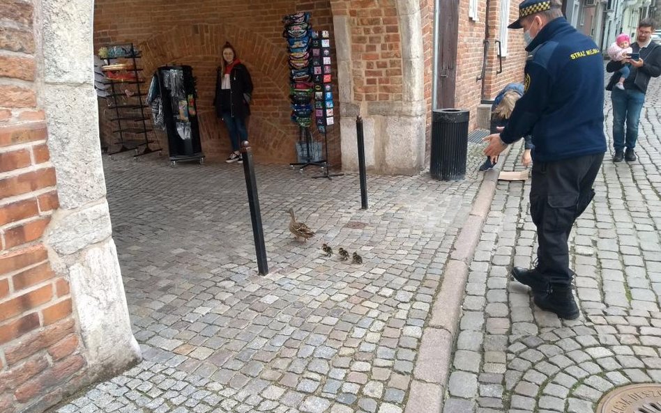 Ta kaczka krzyżówka zajęła gniazdo w Dworze Artusa. A gdy młode przyszły na świat, rodzina pod eskor