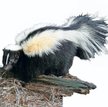 Skunks – uciekinier z Bemowa wrócił do domu