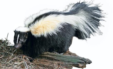 Skunks – uciekinier z Bemowa wrócił do domu