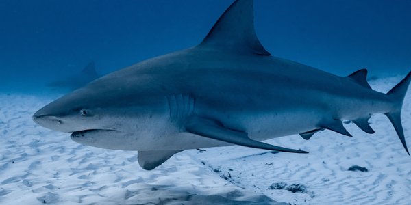 Mężczyzna przeżył atak rekina. Mówi, jak udało mu się uniknąć śmierci