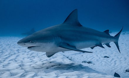 Żarłacz tępogłowy