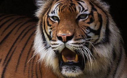 Nepal: Tygrysów dwa razy więcej niż dziewięć lat temu