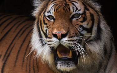 Nepal: Tygrysów dwa razy więcej niż dziewięć lat temu