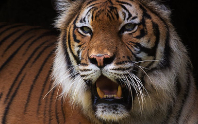 Nepal: Tygrysów dwa razy więcej niż dziewięć lat temu