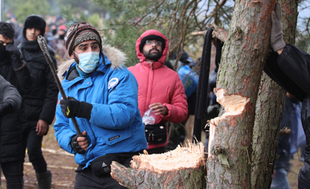 Migranci na granicy polsko-białoruskiej ścinali drzewa, by przy ich pomocy przebić się przez ogrodze