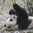 Edynburg: przyjechały dwie pandy
