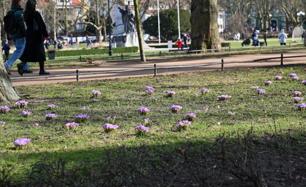 18 lutego krokusy zakwitły na Jasnych Błoniach w Szczecinie.