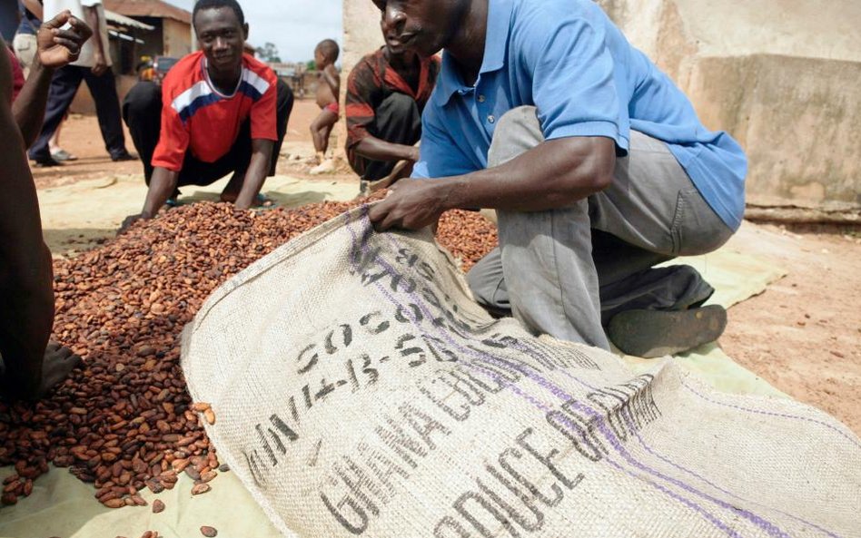 Plantacja kakowca w Ghanie