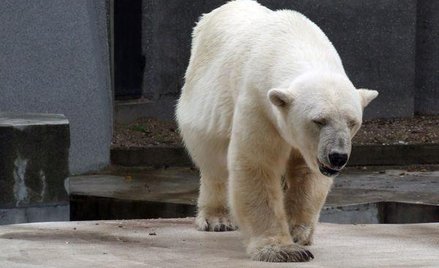 Suwalska maskotka z bieguna