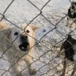 Jak rozwiązać problem bezpańskich psów i kotów
