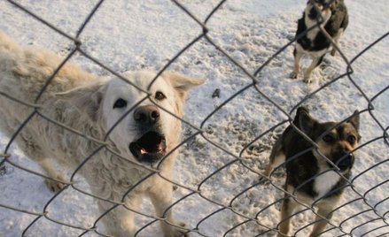 Jak rozwiązać problem bezpańskich psów i kotów