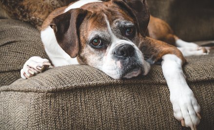 Mikołaj Małecki: Nie umiera ani nie zdycha. Zwierzę jest „niszczone”