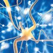 Neuron, podstawowa komórka układu nerwowego