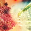 Nowa immunoterapia eliminuje komórki rakowe