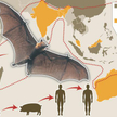 Nipah, zagrożenie z antypodów