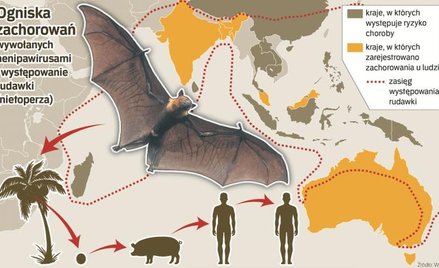 Nipah, zagrożenie z antypodów
