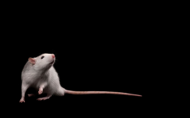 W wyhodowanych z komórek macierzystych zarodkach myszy zaczął się rozwijać mózg