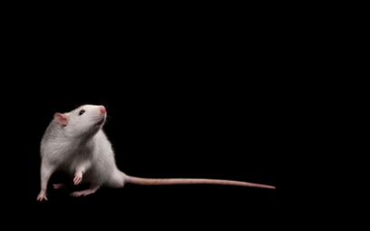 W wyhodowanych z komórek macierzystych zarodkach myszy zaczął się rozwijać mózg
