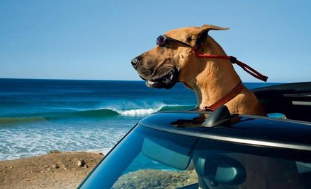 Marmaduke musi się przeprowadzić do Orange County w Kalifornii