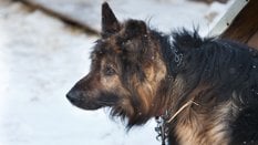 Czy jest szansa na uwolnienie psów z łańcuchów?