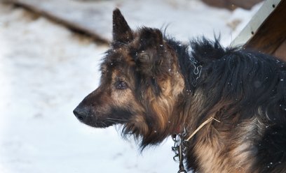 Czy jest szansa na uwolnienie psów z łańcuchów?