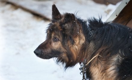 Czy jest szansa na uwolnienie psów z łańcuchów?