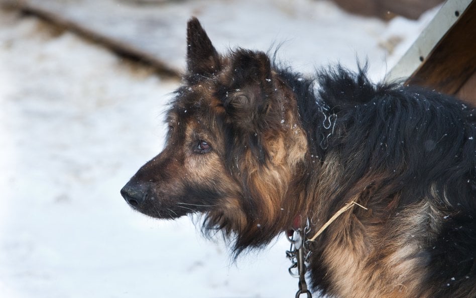 Czy jest szansa na uwolnienie psów z łańcuchów?