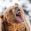 Niedźwiedź grizzly