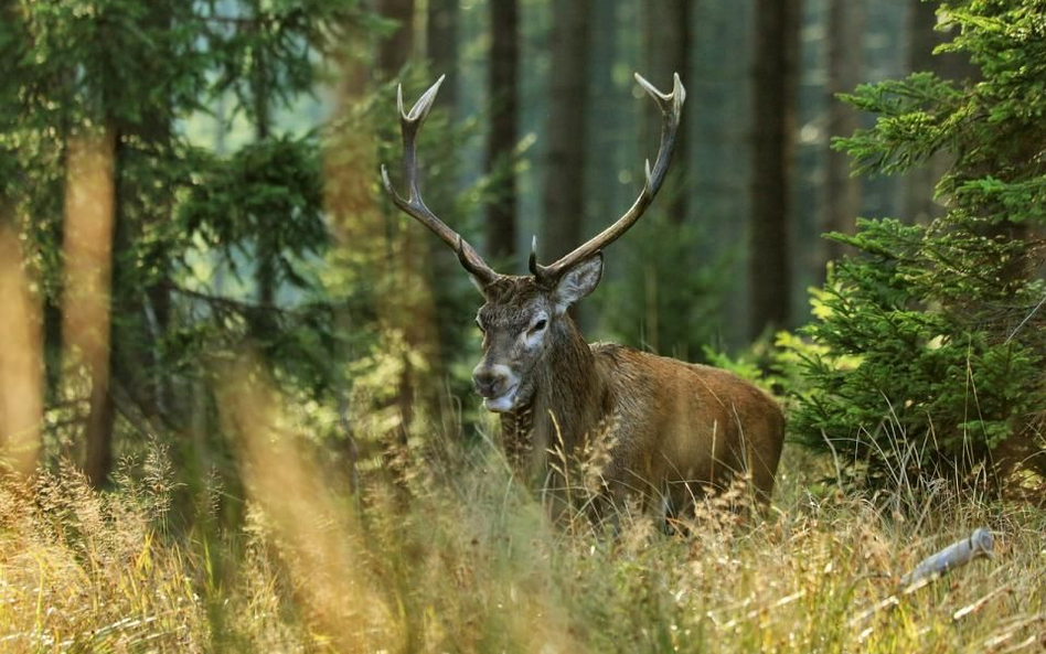 Bieszczady – rykowisko niepokoi turystów