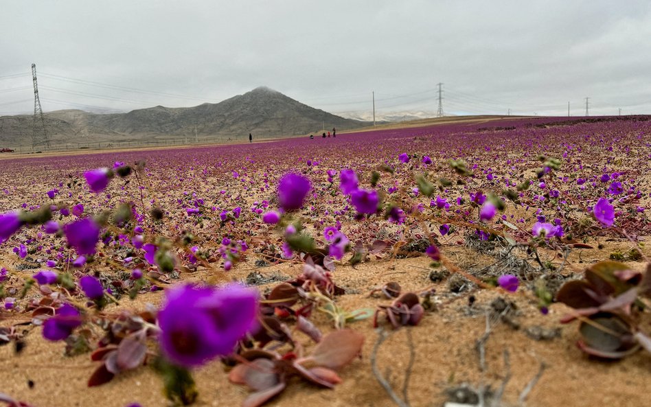 Kwiaty na pustyni Atacama w Chile to wynik niedawnych ulew.