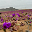 Kwiaty na pustyni Atacama w Chile to wynik niedawnych ulew.