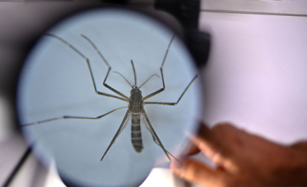 Wirus dengi jest przenoszony przez komary