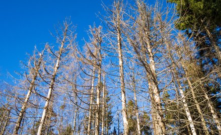 Za zatrucie drzew toksyczną sybstancją odpowiada posiadacz działki - wyrok WSA