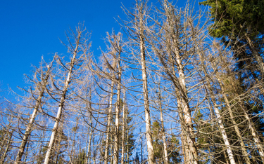 Za zatrucie drzew toksyczną sybstancją odpowiada posiadacz działki - wyrok WSA
