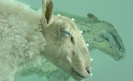 Damien Hirst; Away from the Flock (Divided)", detal, 1995, fot. Prudence Cuming Associates, Copyrigh
