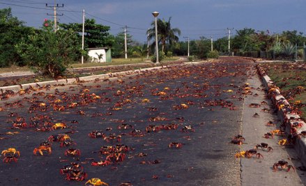 Inwazja krabów w Zatoce Świń