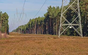 Linia elektryczna w lesie - podatek leśny czy podatek od nieruchomości