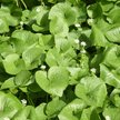 Wasabi (chrzan japoński) to charakterystyczna, ostra przyprawa o jasnozielonym kolorze, nieodłącznie