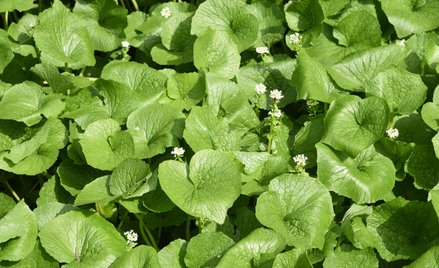 Wasabi (chrzan japoński) to charakterystyczna, ostra przyprawa o jasnozielonym kolorze, nieodłącznie