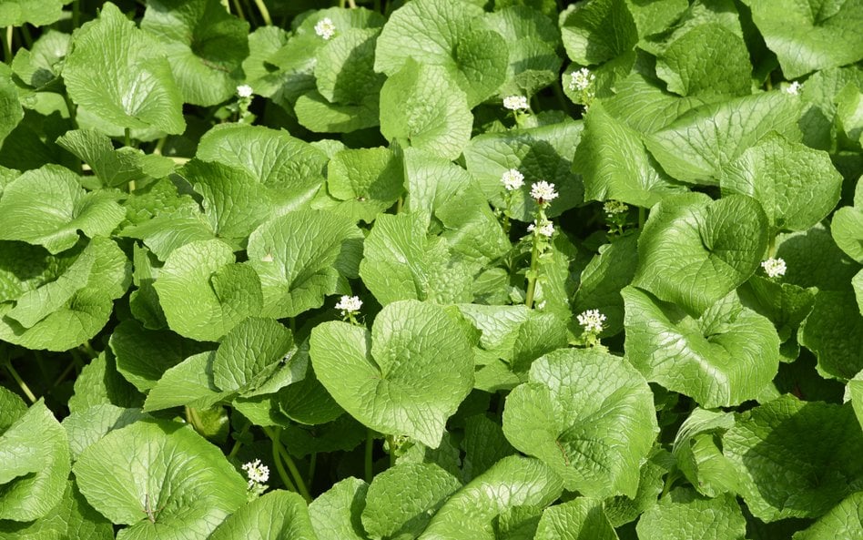 Wasabi (chrzan japoński) to charakterystyczna, ostra przyprawa o jasnozielonym kolorze, nieodłącznie
