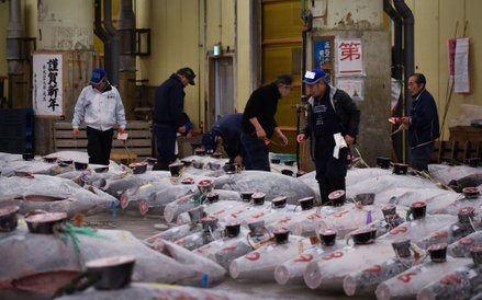 Pierwsza aukcja tuńczyków w 2017 roku na tokijskim targu Tsukiji