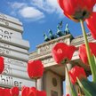 Symbolem Keukenhof od 62 sezonów są tulipany
