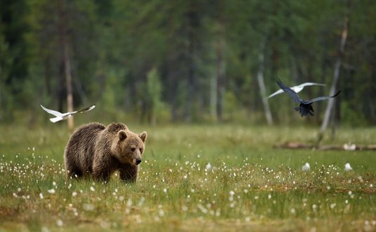 Niedźwiedź brunatny