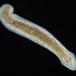 Planarian to niewielki 13-milimetrowy płaziniec posiadający jednak niezwykłą supermoc: może odrosnąć