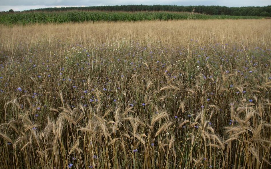 Agroliga zadowolona ze zbiorów