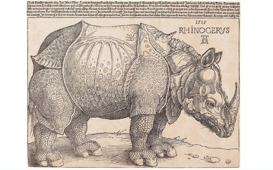 Albrecht Dürer „Nosorożec”, 1515 r, drzeworyt