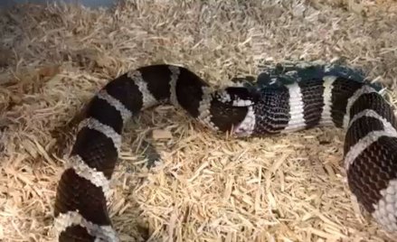 Niezwykłe nagranie z USA: Wąż próbuje zjeść sam siebie