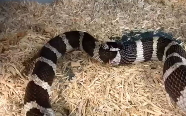 Niezwykłe nagranie z USA: Wąż próbuje zjeść sam siebie