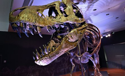 Szkielet Tyranozaura sprzedany za 31,8 mln dolarów